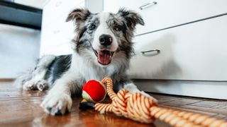 Cute Border Collie dog lying with pet toy and looking at camera at home
