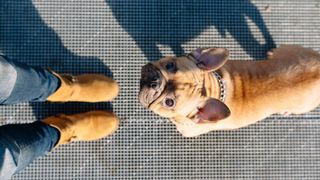 Dog looking at owner 