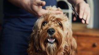 Dog being groomed