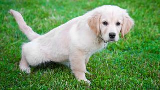 Dog outside going to the toilet