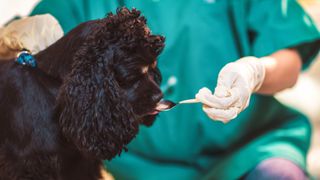 Tramadol for dogs being given in liquid form to pup by vet