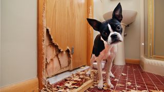 Boston Terrier puppy looking guilty after chewing hole in bathroom door