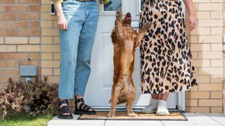 Excited Cocker Spaniel jumping up at guests at the door