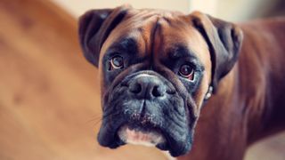Dog depression: Sad looking Boxer dog looking at the camera