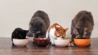 Domestic cats eat pet food on the floor from bowls