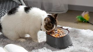 Cat eating out of one of the best slow feeder cat bowls