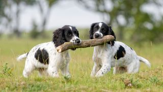 Two Spaniels holding a stick between both their mouths