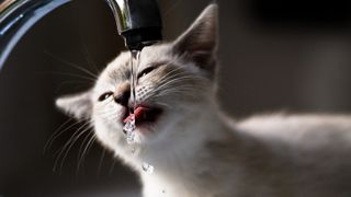 Cat drinking water from faucet