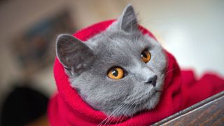 We answer the question 'do cats get cold?' and share our top tips and tricks for keeping your fur baby warm and toasty this winter