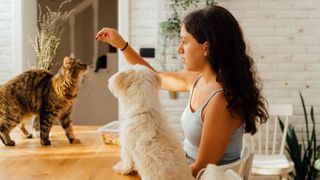 woman holding treats above cats