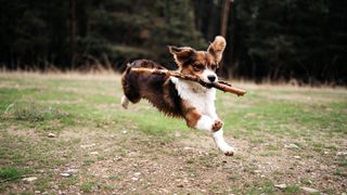 Kooikerhondje puppy running with a stick in the forest