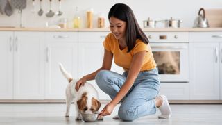 Woman feeding Jack Russell Terrier in the kitchen