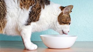 Thirsty tabby cat drinking from a water dish
