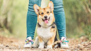 Cute Corgi posing in between its owner's legs