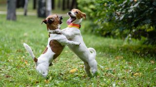 Two Jack Russell Terriers play fighting outside