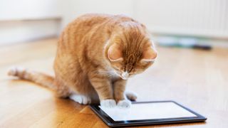 Ginger cat watching videos for cats on an iPad