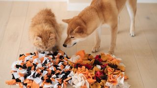 cat and dog with a snuffle mat