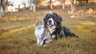 Bernese Mountain Dog and cat sat together outside