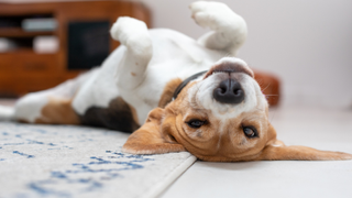 Best pet poses for social media